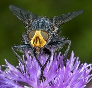 Cynomya mortuorum - ”Fly of the dead”